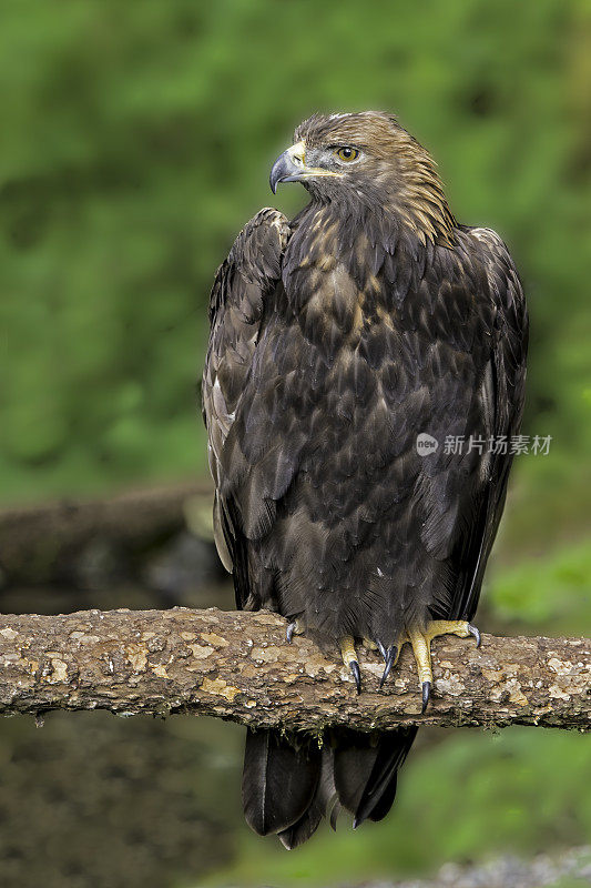 金雕(Aquila chrysaetos)是北半球最著名的猛禽之一。锡特卡,阿拉斯加。